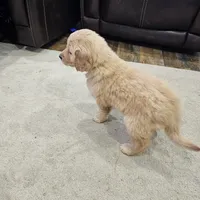 Half and half, a female Golden Retriever for sale in Medford, OR – Photo 4 of 10