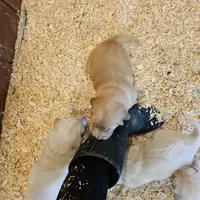Half and half, a female Golden Retriever for sale in Medford, OR – Photo 6 of 10