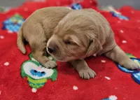 Half and half, a female Golden Retriever for sale in Medford, OR – Photo 8 of 10