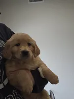 Half and half, a female Golden Retriever for sale in Medford, OR – Photo 2 of 10