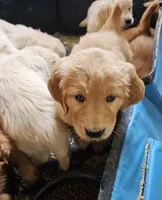 Half and half, a female Golden Retriever for sale in Medford, OR – Photo 1 of 10