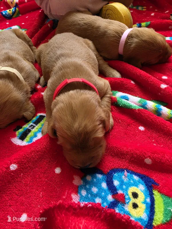 Anna – Golden Retriever puppy for sale in Medford, OR