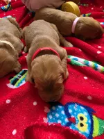 Anna, a female Golden Retriever for sale in Medford, OR – 1 of 2