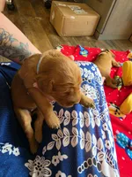 Elsa, a female Golden Retriever for sale in Medford, OR – 2 of 3