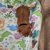 processed/4a3a86c7-1ce4-4c51-9797-fc58bb83b633/listing/92739503-734e-4955-a4ef-0f9345c3f8d6/80484a23-9cfb-40af-bf2a-405c0eac5da8