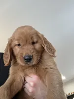 Anna, a female Golden Retriever for sale in Medford, OR – 2 of 6