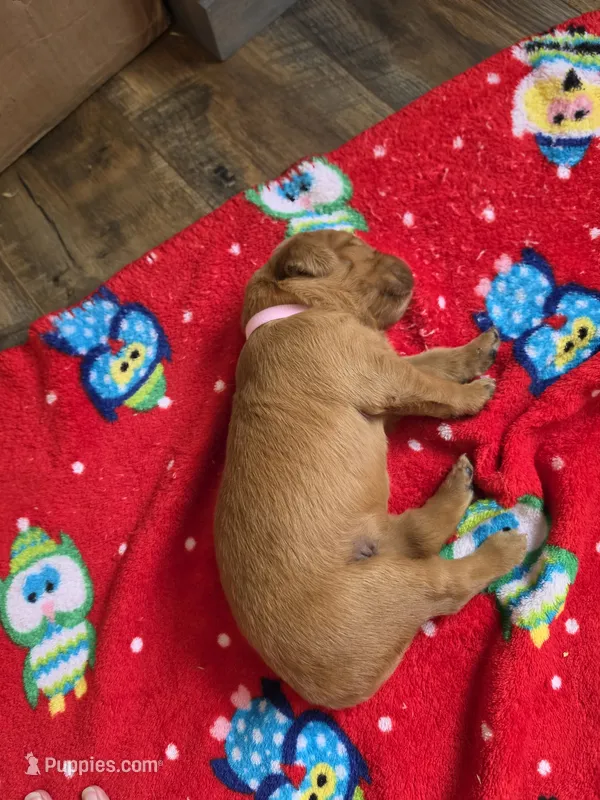 Peach – Golden Retriever puppy for sale in Medford, OR