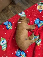 Peach, a female Golden Retriever for sale in Medford, OR – 1 of 3