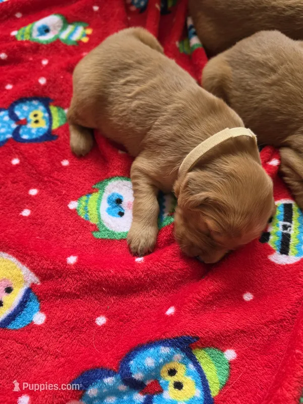 Moana  – Golden Retriever puppy for sale in Medford, OR