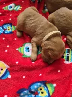 Moana , a female Golden Retriever for sale in Medford, OR – 1 of 2