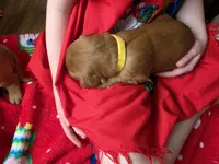 Vanellope, a female Golden Retriever for sale in Medford, OR – 2 of 2