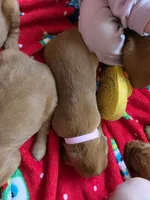 Peach, a female Golden Retriever for sale in Medford, OR – 2 of 3