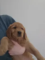 Cookie, a female Golden Retriever for sale in Medford, OR – Photo 1 of 9