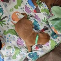 Cookie, a female Golden Retriever for sale in Medford, OR – Photo 3 of 9