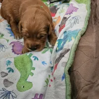 Cookie, a female Golden Retriever for sale in Medford, OR – Photo 4 of 9