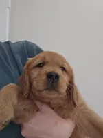 Cookie, a female Golden Retriever for sale in Medford, OR – Photo 2 of 9