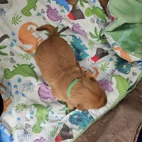 Cookie, a female Golden Retriever for sale in Medford, OR – Photo 5 of 9