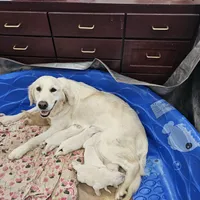 Whipping cream, a female English Cream Golden Retriever for sale in Medford, OR – Photo 5 of 6