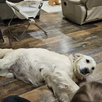 Whipping cream, a female English Cream Golden Retriever for sale in Medford, OR – Photo 6 of 6