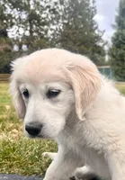 Whipping cream, a female English Cream Golden Retriever for sale in Medford, OR – Photo 2 of 6