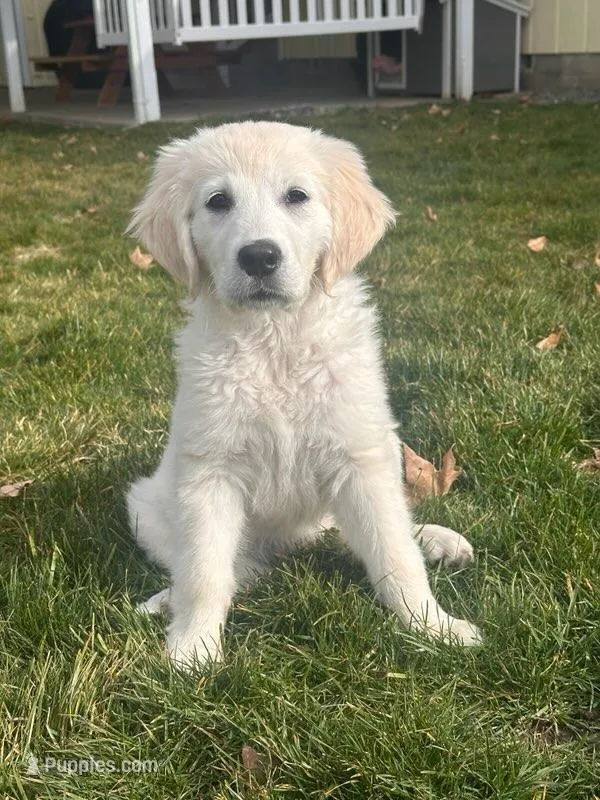 Whipping cream, a female English Cream Golden Retriever for sale in Medford, OR – Photo 1 of 6