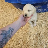 processed/4a3a86c7-1ce4-4c51-9797-fc58bb83b633/listing/c7b4ae87-5d02-4fc9-8d85-d9d90ddf3828/40c4781a-dffe-45b8-9800-d72a4ac0d128