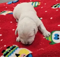 processed/4a3a86c7-1ce4-4c51-9797-fc58bb83b633/listing/c7b4ae87-5d02-4fc9-8d85-d9d90ddf3828/6dd95b7a-9cd0-4d56-8c1f-35d187746acd