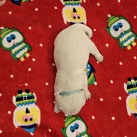 processed/4a3a86c7-1ce4-4c51-9797-fc58bb83b633/listing/c7b4ae87-5d02-4fc9-8d85-d9d90ddf3828/7f204342-cc33-4038-9255-66659e215b5f