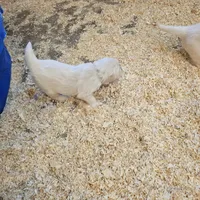 processed/4a3a86c7-1ce4-4c51-9797-fc58bb83b633/listing/c7b4ae87-5d02-4fc9-8d85-d9d90ddf3828/d244c5bf-c934-4dab-bb4d-ba723ddcdf88