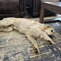 Avalanche, a female English Cream Golden Retriever for sale in Medford, OR – 2 of 3