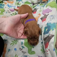 Chocolate pie, a female Golden Retriever for sale in Medford, OR – Photo 4 of 9