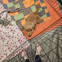 Chocolate pie, a female Golden Retriever for sale in Medford, OR – Photo 1 of 9