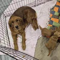 Chocolate pie, a female Golden Retriever for sale in Medford, OR – Photo 8 of 9