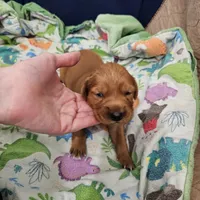 Chocolate pie, a female Golden Retriever for sale in Medford, OR – Photo 3 of 9