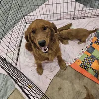 Chocolate pie, a female Golden Retriever for sale in Medford, OR – Photo 9 of 9