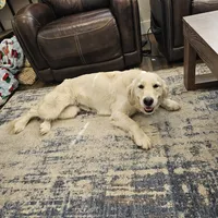Avalanche, a female English Cream Golden Retriever for sale in Medford, OR – 3 of 3