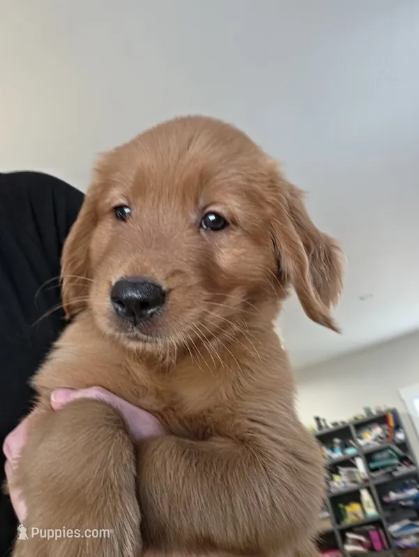 Peach – Golden Retriever puppy for sale in Medford, OR