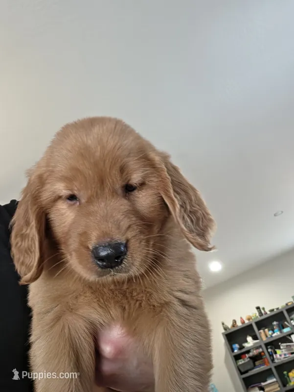 Anna – Golden Retriever puppy for sale in Medford, OR
