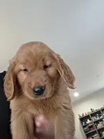 Anna, a female Golden Retriever for sale in Medford, OR – 1 of 6