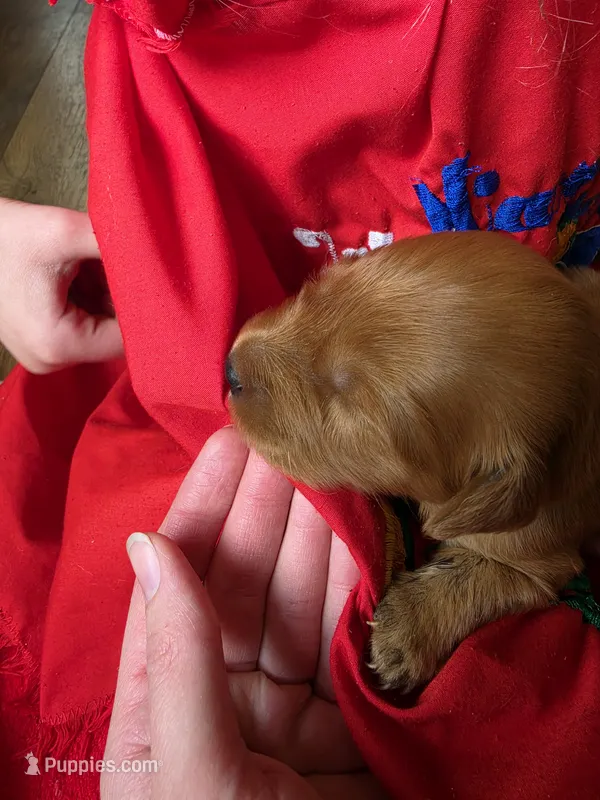 Vanellope – Golden Retriever puppy for sale in Medford, OR