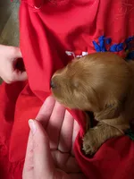 Vanellope, a female Golden Retriever for sale in Medford, OR – 1 of 2