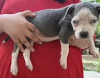 Imperial, a female American Bully for sale in Denver, CO – 2 of 3
