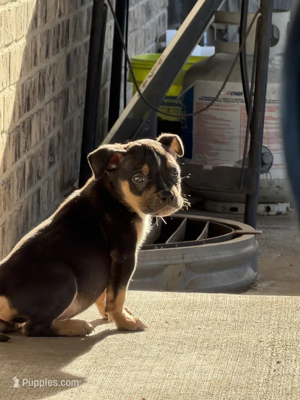 Riot – American Bully puppy for sale in Denver, CO