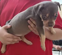 Sapphire Jr, a female American Bully for sale in Denver, CO – 3 of 3