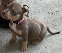 Sapphire Jr, a female American Bully for sale in Denver, CO – 2 of 3