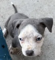 Imperial, a female American Bully for sale in Denver, CO – 3 of 3