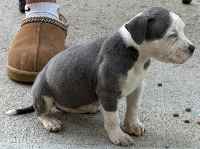 Imperial – American Bully puppy for sale in Denver, CO