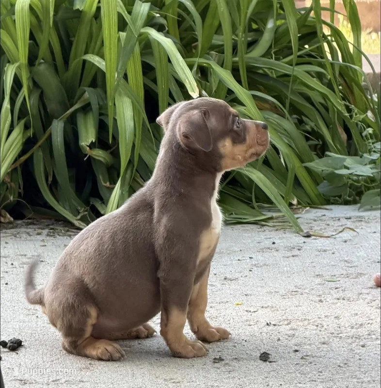 Sapphire Jr – American Bully puppy for sale in Denver, CO