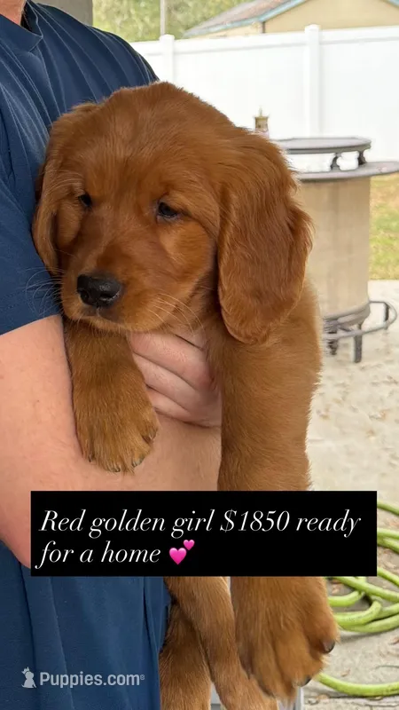 Girl , a female Golden Retriever for sale in Ocala, FL – Photo 1 of 1