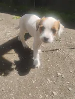 Unnamed , a female Dutch Smoushond for sale in Berryville, AR – Photo 4 of 5